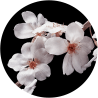 petal extract