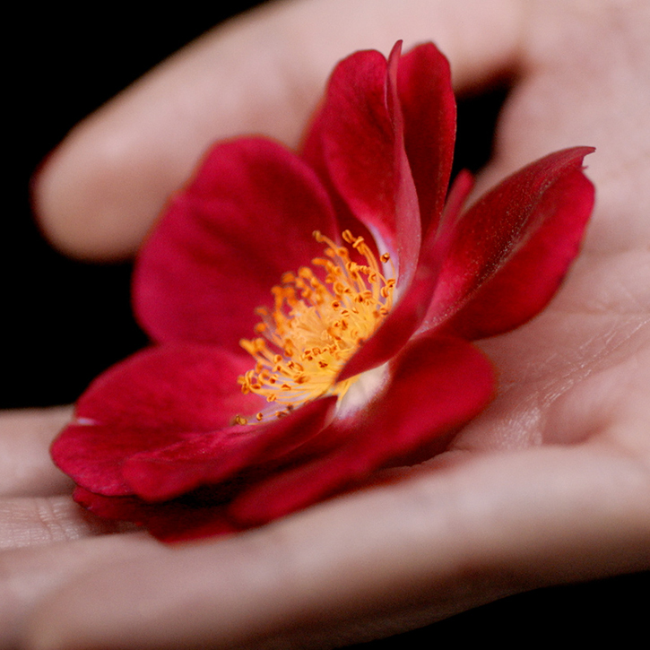 precious tsubaki oil